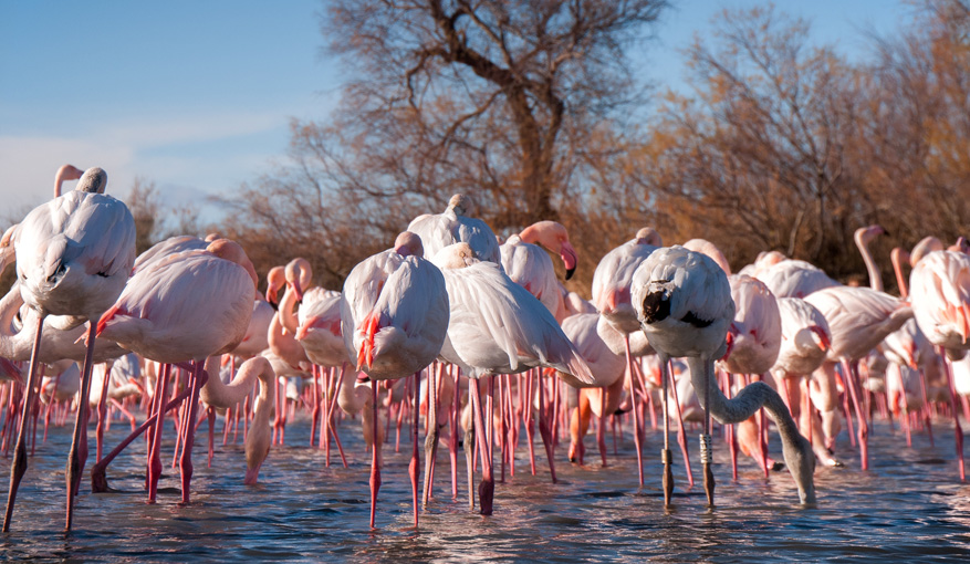 Bird Park Camargue