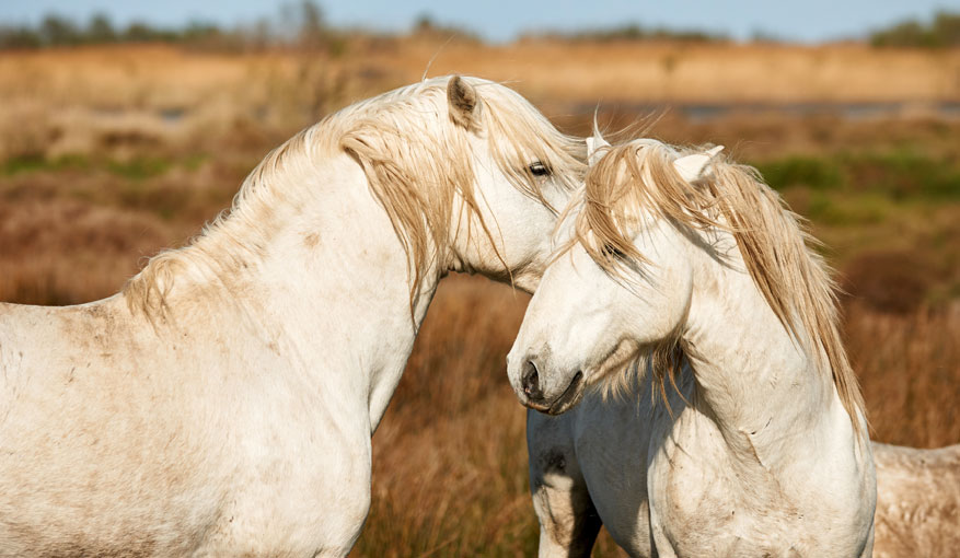 Horse and Bulls Camargue