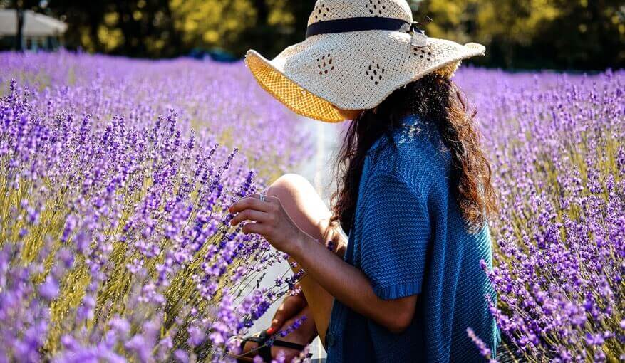 Lavender fields Provence Luberon