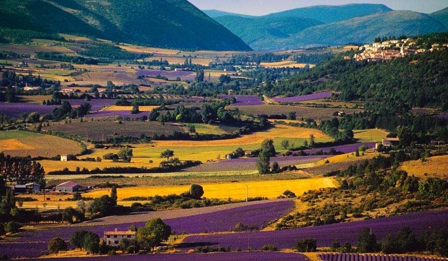 Visite plateau de Sault en Provence