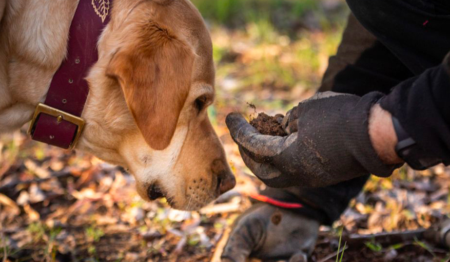 Truffle farm tour from Avignon