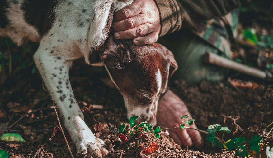 Truffle hunting tour Luberon