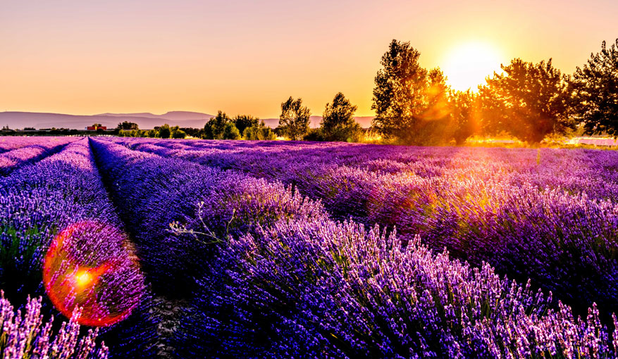 Valensole village south of France