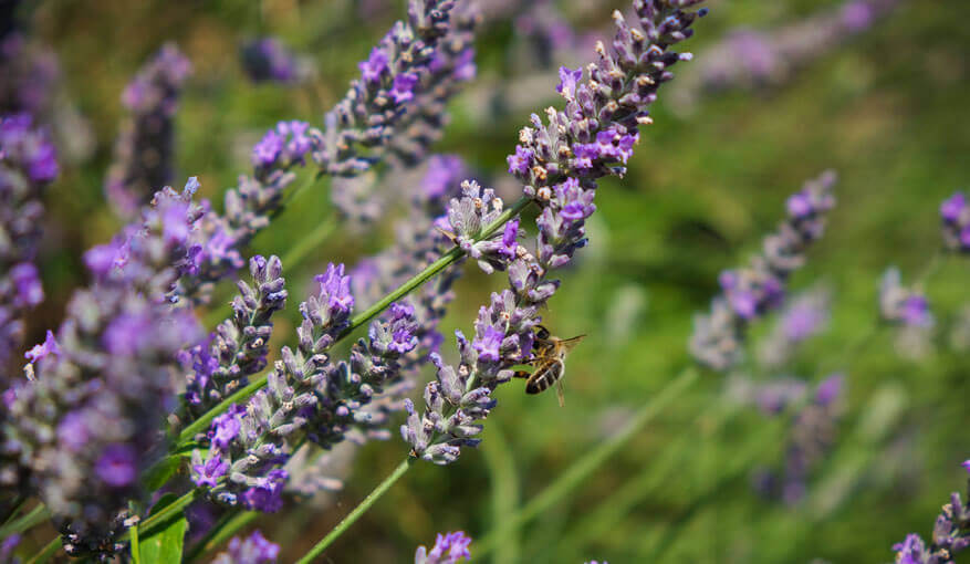 Lavander Day trip Provence